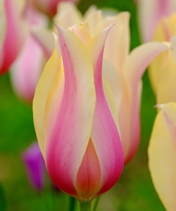 Tulipan Blushing Beauty 10 løg